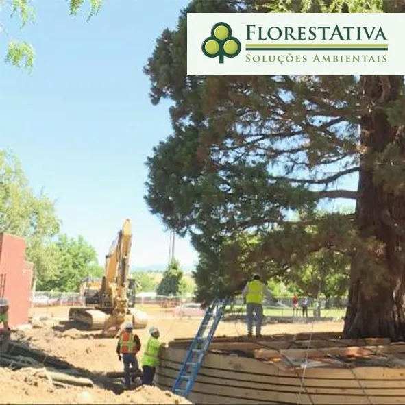 Autorização Para Corte de Arvores SP