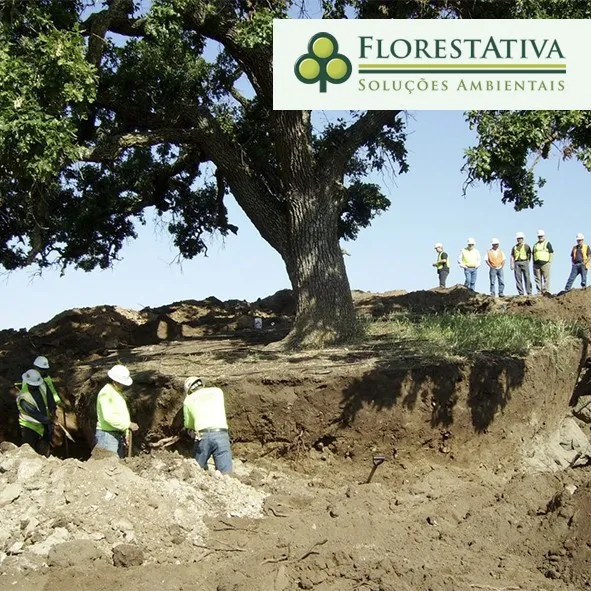 Autorização Para Corte de Arvores
