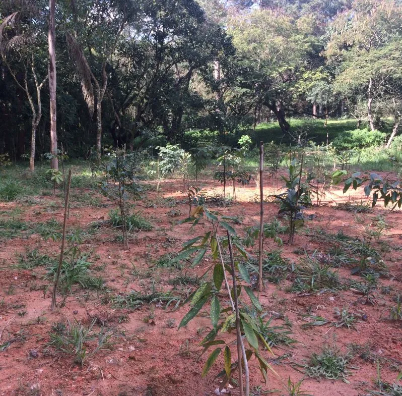 Empresa Plantio de Árvores